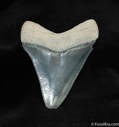 Glossy Inch Bone Valley Megalodon Tooth #531